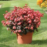 Graines de fleurs BEGONIA SEMPERFLORENS STARA F1 (Begonia semperflorens) - Graineterie A. DUCRETTET