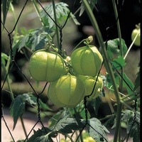 Graines de fleurs CARDIOSPERMUM HALICACABUM (Cardiospermum halicacabum) - Graineterie A. DUCRETTET