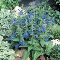  SAUGE PATENS SAUGE PATENS-PATIO (Salvia patens)-bleu marine - Graineterie A. DUCRETTET