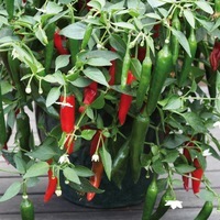 Graines de fleurs PIMENT ORNEMENTAL CAYENETTA (Capsicum annuum) - Graineterie A. DUCRETTET