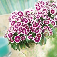 Graines de fleurs OEILLET DE POETE DIABUNDA F1 (Dianthus barbatus) - Graineterie A. DUCRETTET