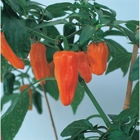 Graines de fleurs PIMENT et POIVRON de potée CHEYENNE F1 (Capsicum annuum) - Graineterie A. DUCRETTET