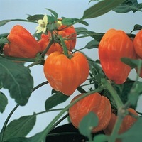 Graines de fleurs PIMENT et POIVRON de potée MOHAWK F1 (Capsicum annuum) - Graineterie A. DUCRETTET