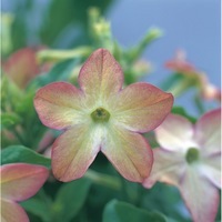  TABAC TABAC-AVALON F1 (Nicotiana alata)-bicolore lime/pourpre                                                                                (graines enrobées) - Graineterie A. DUCRETTET