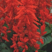  SAUGE SPLENDENS SAUGE SPLENDENS-LIGHTHOUSE (Salvia splendens)-rouge - Graineterie A. DUCRETTET