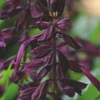  SAUGE SPLENDENS SAUGE SPLENDENS-LIGHTHOUSE (Salvia splendens)-pourpre - Graineterie A. DUCRETTET