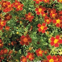 Graines de fleurs OEILLET D'INDE SIGNATA GEM (Tagetes signata ou tenuifolia) - Graineterie A. DUCRETTET
