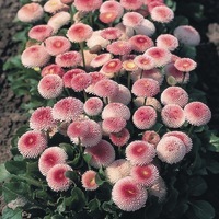  PAQUERETTE PAQUERETTE-TASSO (Bellis perennis)-rose bicolore                                                                                       , graines enrobées - Graineterie A. DUCRETTET