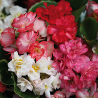 Graines de fleurs BEGONIA SEMPERFLORENS QUEEN F1 (Begonia semperflorens) - Graineterie A. DUCRETTET