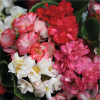 Graines de fleurs BEGONIA SEMPERFLORENS QUEEN F1 (Begonia semperflorens) - Graineterie A. DUCRETTET