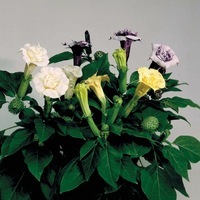 Graines de fleurs DATURA BALLERINA (Datura metel) - Graineterie A. DUCRETTET