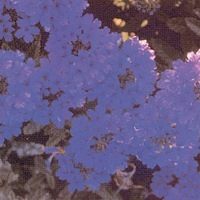  VERVEINE VERVEINE-VANITY (Verbena hybrida)-bleu-violet intense - Graineterie A. DUCRETTET