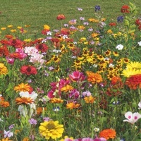 Graines de fleurs Les réussites assurées.... CITYZ 30 - Graineterie A. DUCRETTET