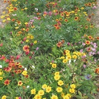 Graines de fleurs Les must... CITYZ VIVACES - Graineterie A. DUCRETTET