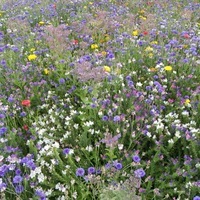Graines de fleurs Les nuances... CITYZ NATURE - Graineterie A. DUCRETTET