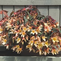 Graines de fleurs BEGONIA BOLIVIENSIS BOSSA NOVA F1 (Begonia boliviensis) - Graineterie A. DUCRETTET