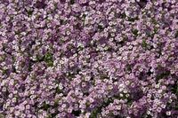 Graines de fleurs ALYSSE WONDERLAND (Lobularia maritima) - Graineterie A. DUCRETTET