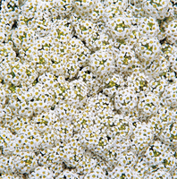  ALYSSE ALYSSE-WONDERLAND (Lobularia maritima)-blanc - Graineterie A. DUCRETTET