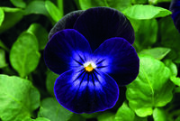  VIOLA CORNUTA VIOLA CORNUTA-ADMIRE F1 (Viola cornuta)-deep purple face - Graineterie A. DUCRETTET
