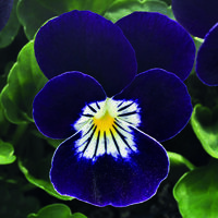  VIOLA CORNUTA VIOLA CORNUTA-ADMIRE F1 (Viola cornuta)-purple white face - Graineterie A. DUCRETTET