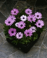  OSTEOSPERMUM OSTEOSPERMUM-PASSION (Osteospermum ecklonis)-pink shades (tons roses) - Graineterie A. DUCRETTET