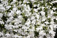  LOBELIA LOBELIA-PALACE (Lobelia erinus)-blanc - multipellet - Graineterie A. DUCRETTET