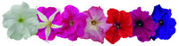  PETUNIA grandiflora PETUNIA grandiflora-SUCCESS! HD F1 (Petunia grandiflora)-mélange - graines enrobées - Graineterie A. DUCRETTET