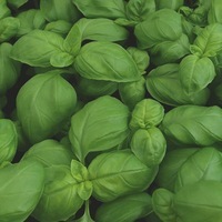 Graines potagères BASILIC BIO Genovese ATON (Ocimum basilicum) - Graineterie A. DUCRETTET