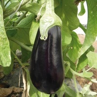  AUBERGINE AUBERGINE-BLACK GEM F1 (Solanum melongena)-Graines biologiques certifiées - Graineterie A. DUCRETTET