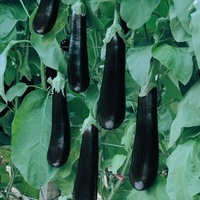 Graines potagères AUBERGINE MEGAL F1 (Solanum melongena) - Graineterie A. DUCRETTET