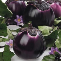  AUBERGINE AUBERGINE-BARBARELLA F1 (Solanum melongena)-Graines non traitées - Graineterie A. DUCRETTET