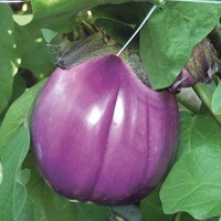  AUBERGINE AUBERGINE-BEATRICE F1 (Solanum melongena)-Graines non traitées - Graineterie A. DUCRETTET