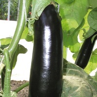 Graines potagères AUBERGINE MIRABELLE F1 (Solanum melongena) - Graineterie A. DUCRETTET