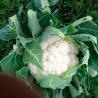Graines potagères CHOU-FLEUR CORSICA F1 (Brassica oleracea botrytis botrytis) - Graineterie A. DUCRETTET