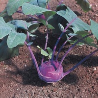 Graines potagères CHOU RAVE violet AZUR STAR (Brassica oleracea Gongylodes Group) - Graineterie A. DUCRETTET