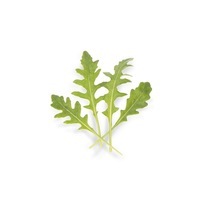 Graines potagères ROQUETTE SISTERON (1441) (Diplotaxis erucoïdes) - Graineterie A. DUCRETTET