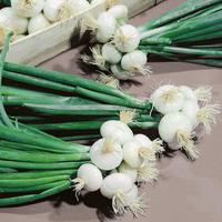 Graines potagères OIGNON PROMPTO (ALLIUM CEPA) - Graineterie A. DUCRETTET