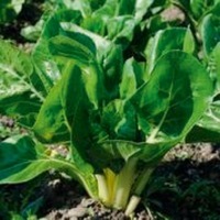Graines potagères POIREE BIO Compacta Verde - Graineterie A. DUCRETTET