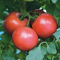 Graines potagères TOMATE RONDE PINK TREAT F1 - Graineterie A. DUCRETTET