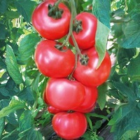 Graines potagères TOMATE RONDE HONEY MOON F1 (Solanum lycopersicum) - Graineterie A. DUCRETTET
