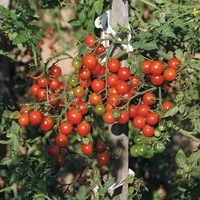Graines potagères TOMATE CERISE SWEETBABY F1 (Solanum lycopersicum) - Graineterie A. DUCRETTET