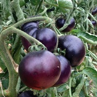Graines potagères TOMATE RONDE INDIGO ROSE (Solanum lycopersicum) - Graineterie A. DUCRETTET