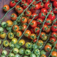 Graines potagères TOMATE CERISE CHERRY BABY - Graineterie A. DUCRETTET