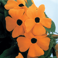  THUNBERGIA THUNBERGIA-SUSANE (Thunbergia alata (aurantiaca))-orange lumineux à oeil noir - Graineterie A. DUCRETTET