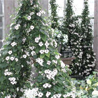 Graines de fleurs THUNBERGIA SUSANE (Thunbergia alata (aurantiaca)) - Graineterie A. DUCRETTET