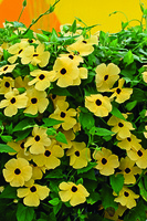  THUNBERGIA THUNBERGIA-SUSANE (Thunbergia alata (aurantiaca))-jaune à oeil noir - Graineterie A. DUCRETTET
