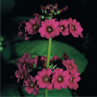  PRIMEVERE VIVACE PRIMEVERE VIVACE-MILLER'S CRIMSON (Primula japonica)-tons roses - Graineterie A. DUCRETTET