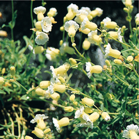 Graines de fleurs SILENE CLOCHETTES BLANCHES (Silene uniflora (maritima)) - Graineterie A. DUCRETTET