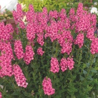 Plants PLANLIB 30 Jeunes plants de BOUTURES DIASCIA - Graineterie A. DUCRETTET