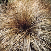 Plants PLANLIB 30 Jeunes plants de BOUTURES CAREX - Graineterie A. DUCRETTET